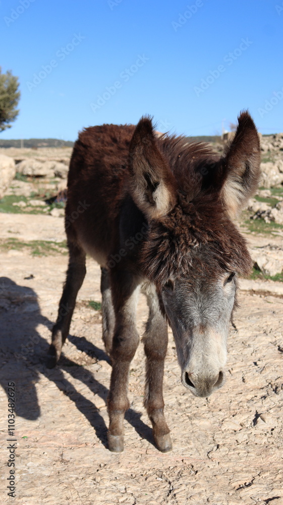 Fototapeta premium Close-Up of a Fluffy Brown Donkey Standing Outdoors on a Sunny Day in a Rural Countryside Setting with Blue Sky Background, Highlighting Its Cute Features and Natural Environment 