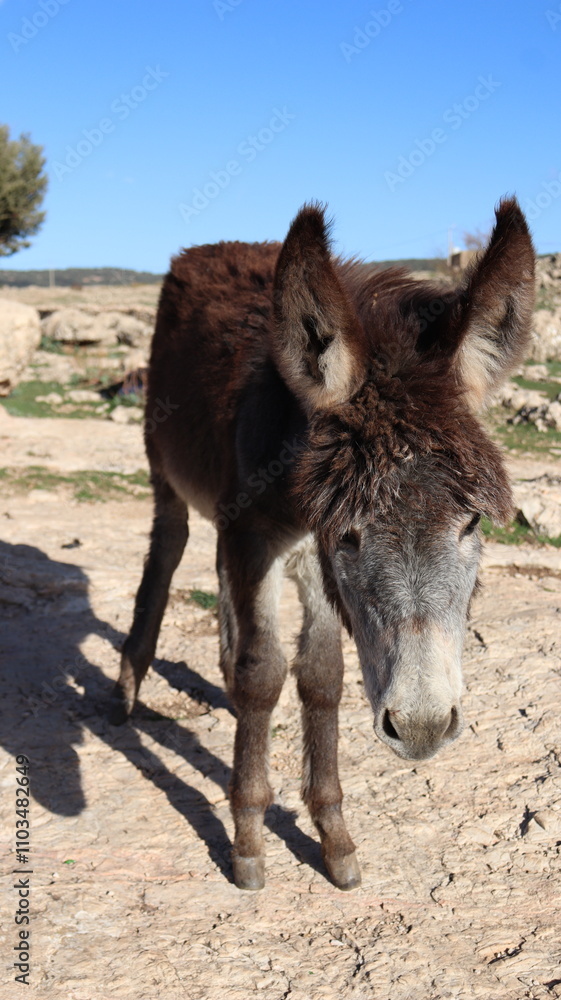 Fototapeta premium Close-Up of a Fluffy Brown Donkey Standing Outdoors on a Sunny Day in a Rural Countryside Setting with Blue Sky Background, Highlighting Its Cute Features and Natural Environment