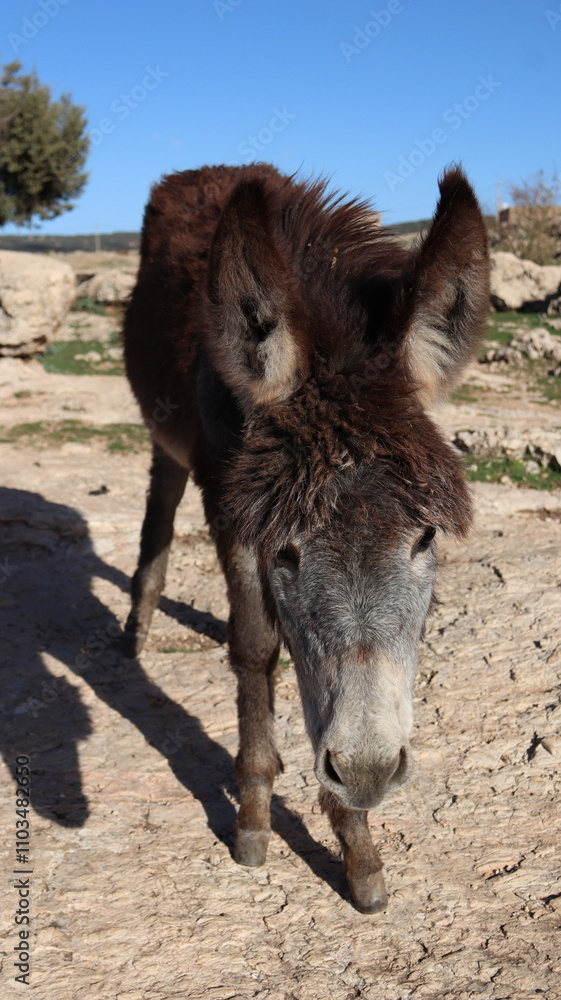 Fototapeta premium Close-Up of a Fluffy Brown Donkey Standing Outdoors on a Sunny Day in a Rural Countryside Setting with Blue Sky Background, Highlighting Its Cute Features and Natural Environment 