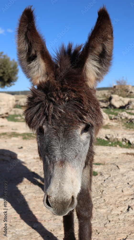 Close-Up of a Fluffy Brown Donkey Standing Outdoors on a Sunny Day in a Rural Countryside Setting with Blue Sky Background, Highlighting Its Cute Features and Natural Environment
Close-Up of a Fluffy Brown Donkey Standing Outdoors on a Sunny Day in a Rural Countryside Setting with Blue Sky Background, Highlighting Its Cute Features and Natural Environment