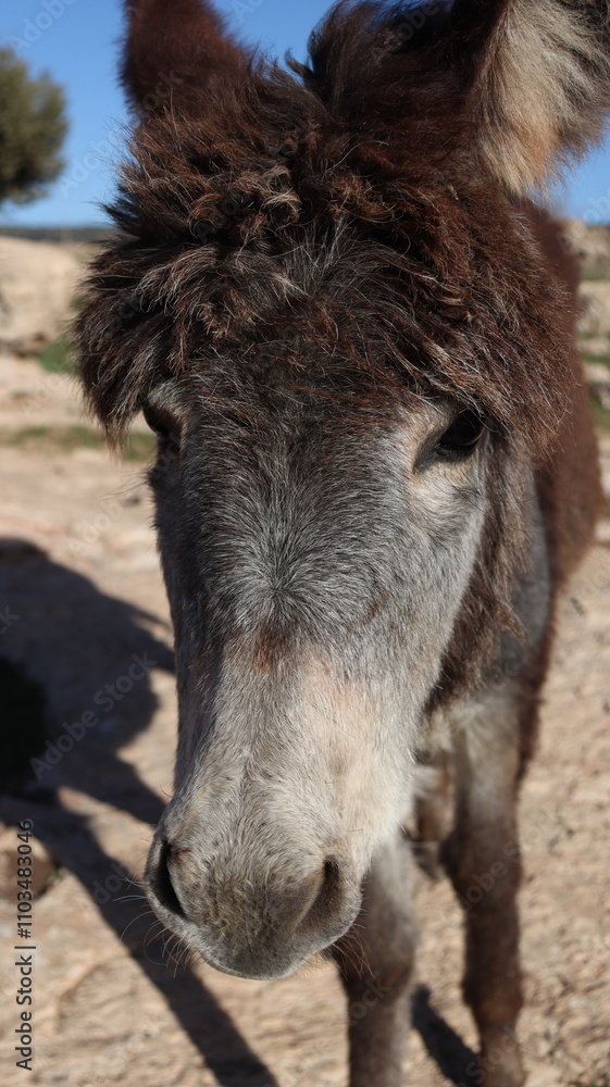 Close-Up of a Fluffy Brown Donkey Standing Outdoors on a Sunny Day in a Rural Countryside Setting with Blue Sky Background, Highlighting Its Cute Features and Natural Environment
Close-Up of a Fluffy Brown Donkey Standing Outdoors on a Sunny Day in a Rural Countryside Setting with Blue Sky Background, Highlighting Its Cute Features and Natural Environment