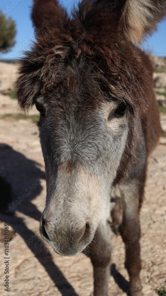 Close-Up of a Fluffy Brown Donkey Standing Outdoors on a Sunny Day in a Rural Countryside Setting with Blue Sky Background, Highlighting Its Cute Features and Natural Environment
Close-Up of a Fluffy Brown Donkey Standing Outdoors on a Sunny Day in a Rural Countryside Setting with Blue Sky Background, Highlighting Its Cute Features and Natural Environment