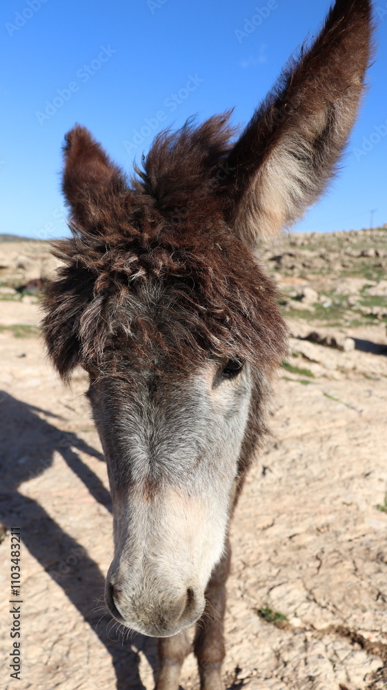 Fototapeta premium Close-Up of a Fluffy Brown Donkey Standing Outdoors on a Sunny Day in a Rural Countryside Setting with Blue Sky Background, Highlighting Its Cute Features and Natural Environment 