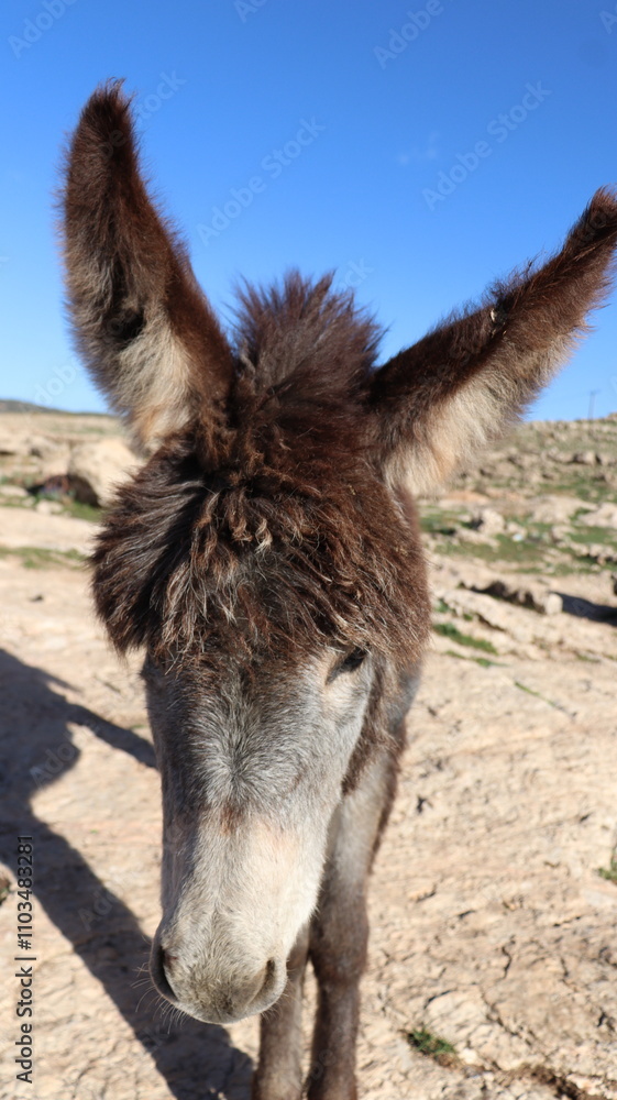 Fototapeta premium Close-Up of a Fluffy Brown Donkey Standing Outdoors on a Sunny Day in a Rural Countryside Setting with Blue Sky Background, Highlighting Its Cute Features and Natural Environment