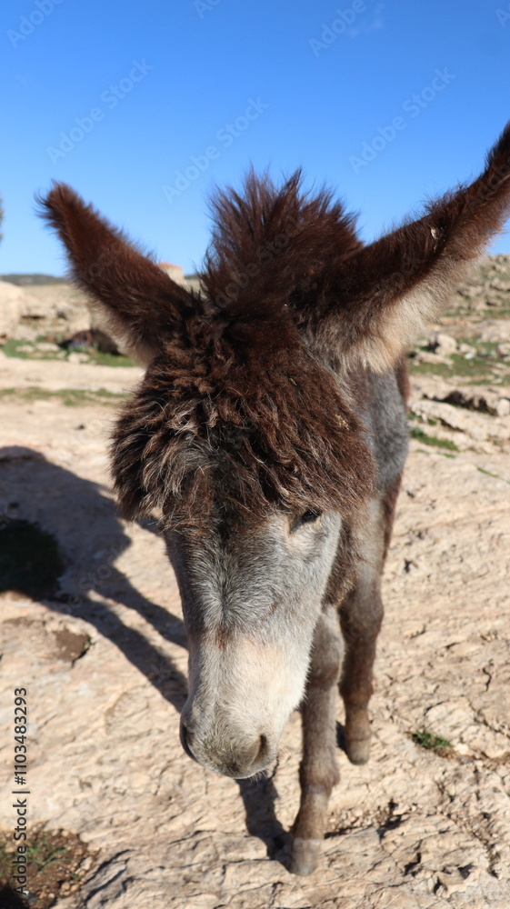 Fototapeta premium Close-Up of a Fluffy Brown Donkey Standing Outdoors on a Sunny Day in a Rural Countryside Setting with Blue Sky Background, Highlighting Its Cute Features and Natural Environment 