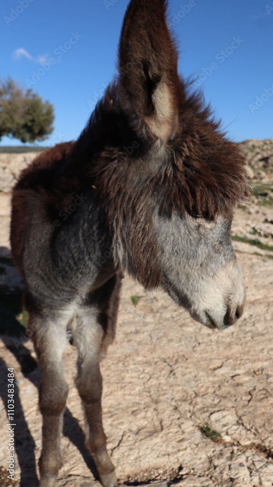 Fototapeta premium Close-Up of a Fluffy Brown Donkey Standing Outdoors on a Sunny Day in a Rural Countryside Setting with Blue Sky Background, Highlighting Its Cute Features and Natural Environment