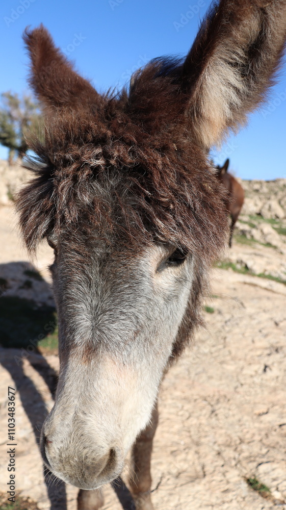 Close-Up of a Fluffy Brown Donkey Standing Outdoors on a Sunny Day in a Rural Countryside Setting with Blue Sky Background, Highlighting Its Cute Features and Natural Environment
Close-Up of a Fluffy Brown Donkey Standing Outdoors on a Sunny Day in a Rural Countryside Setting with Blue Sky Background, Highlighting Its Cute Features and Natural Environment