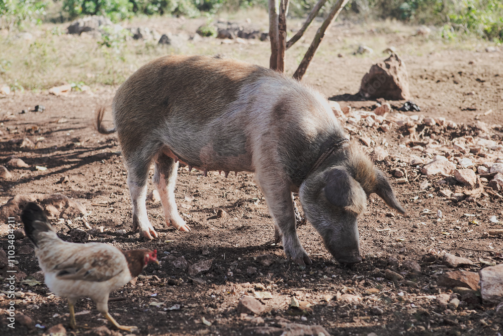 A pig foraging in the dirt while a chicken walks nearby in rural Cuba during daylight A pig foraging in the dirt while a chicken walks nearby in rural Cuba during daylight
