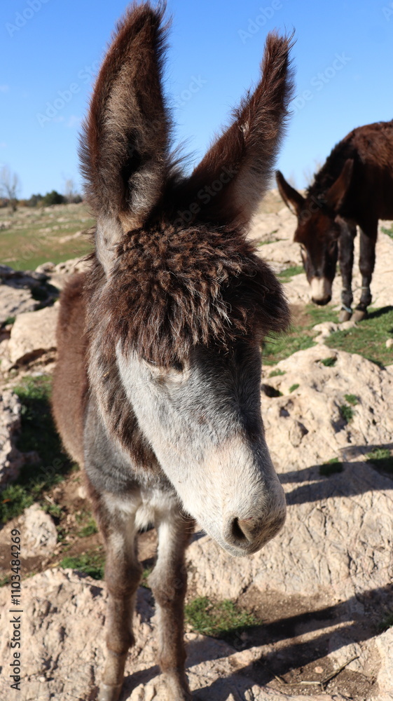 Close-Up of a Fluffy Brown Donkey Standing Outdoors on a Sunny Day in a Rural Countryside Setting with Blue Sky Background, Highlighting Its Cute Features and Natural Environment
Close-Up of a Fluffy Brown Donkey Standing Outdoors on a Sunny Day in a Rural Countryside Setting with Blue Sky Background, Highlighting Its Cute Features and Natural Environment
