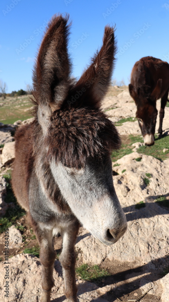 Fototapeta premium Close-Up of a Fluffy Brown Donkey Standing Outdoors on a Sunny Day in a Rural Countryside Setting with Blue Sky Background, Highlighting Its Cute Features and Natural Environment 