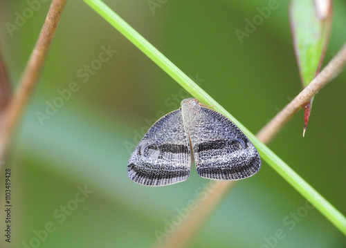 Ricania taeniata planthopper on a plant photo