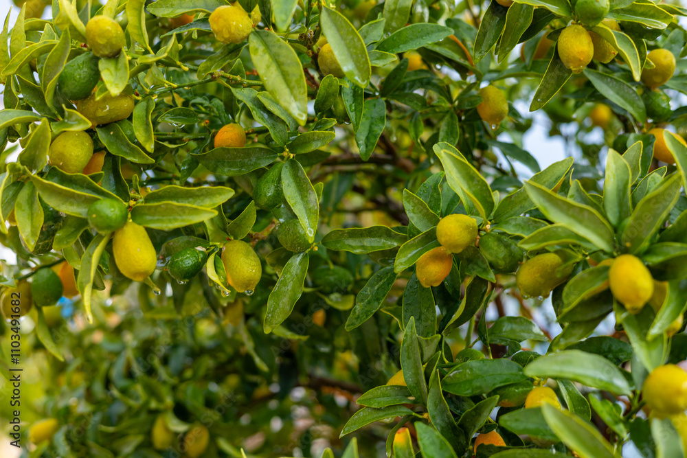 Fresh citrus fruits growing on a tree in sunlight during the day Fresh citrus fruits growing on a tree in sunlight during the day