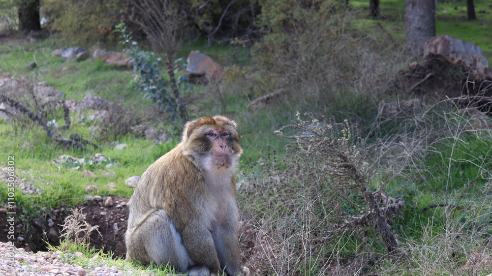 Obraz premium Barbary Macaque in Moroccan Monkey Forest Habitat – Wildlife Photography of Endangered Primates in Nature Reserve, Featuring Behavior and Natural Environment 