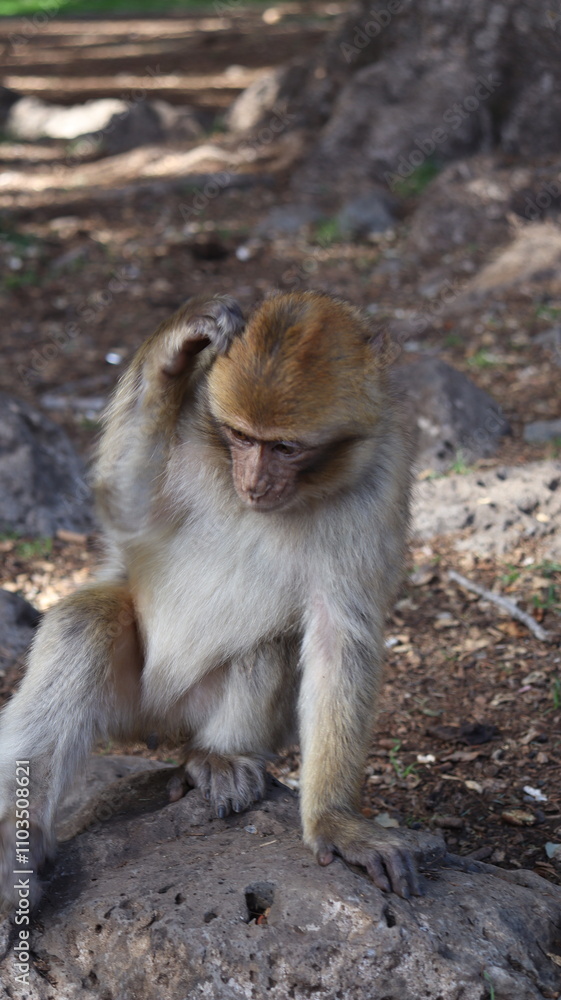 Barbary Macaque in Moroccan Monkey Forest Habitat – Wildlife Photography of Endangered Primates in Nature Reserve, Featuring Behavior and Natural Environment
