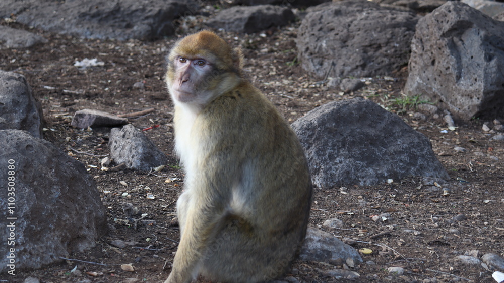 Obraz premium Barbary Macaque in Moroccan Monkey Forest Habitat – Wildlife Photography of Endangered Primates in Nature Reserve, Featuring Behavior and Natural Environment 