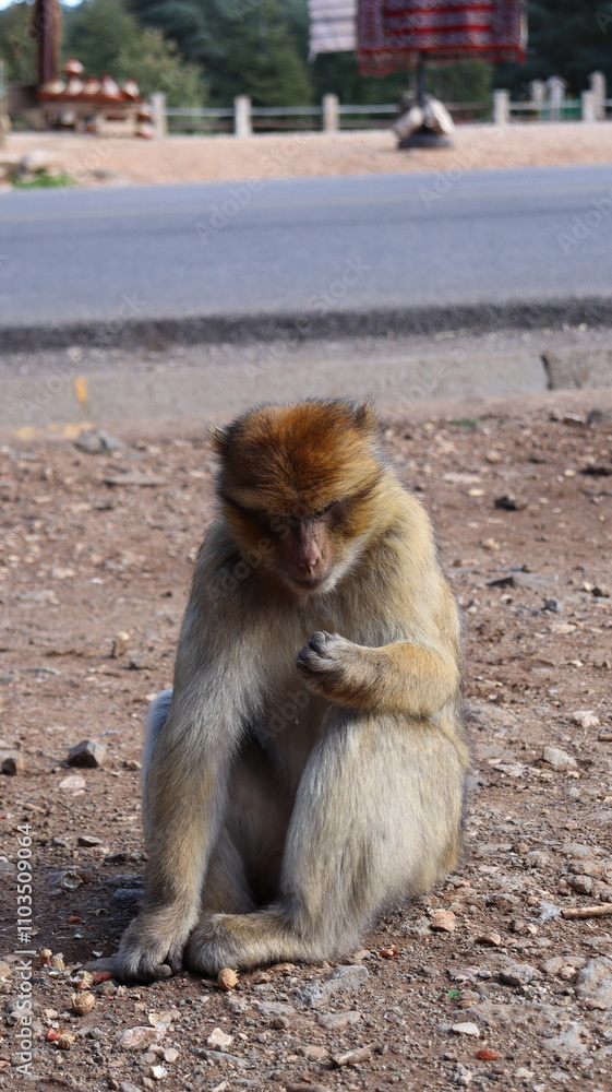 Obraz premium Barbary Macaque in Moroccan Monkey Forest Habitat – Wildlife Photography of Endangered Primates in Nature Reserve, Featuring Behavior and Natural Environment 