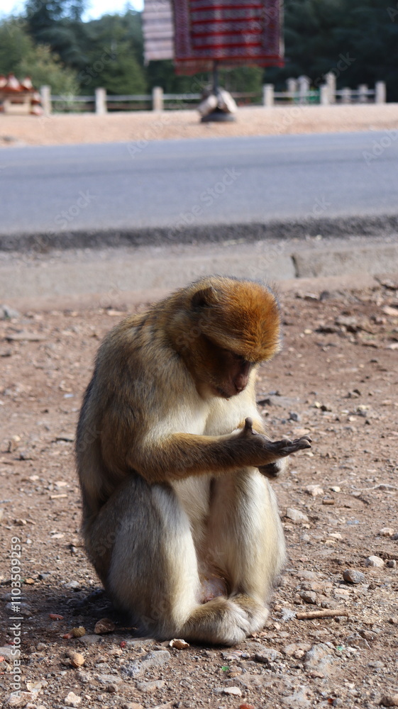Naklejka premium Barbary Macaque in Moroccan Monkey Forest Habitat – Wildlife Photography of Endangered Primates in Nature Reserve, Featuring Behavior and Natural Environment
