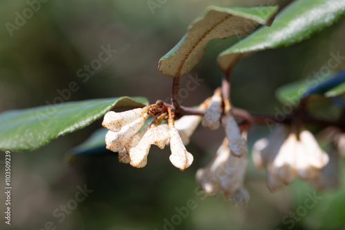 Elaeagnus pungens is a shade-tolerant, drought-tolerant plant. It is used in decorative and garden construction. Small white flowers thorny elaeagnus.