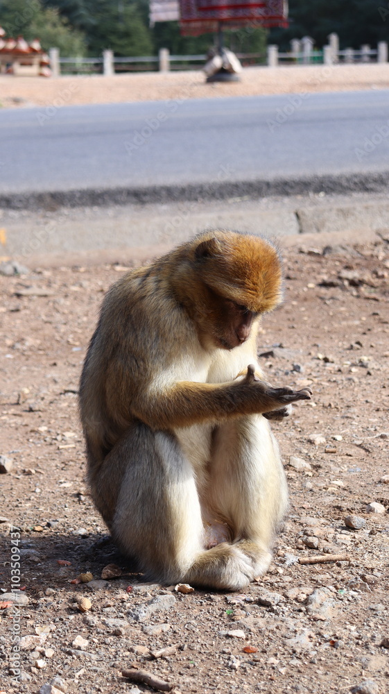Naklejka premium Barbary Macaque in Moroccan Monkey Forest Habitat – Wildlife Photography of Endangered Primates in Nature Reserve, Featuring Behavior and Natural Environment