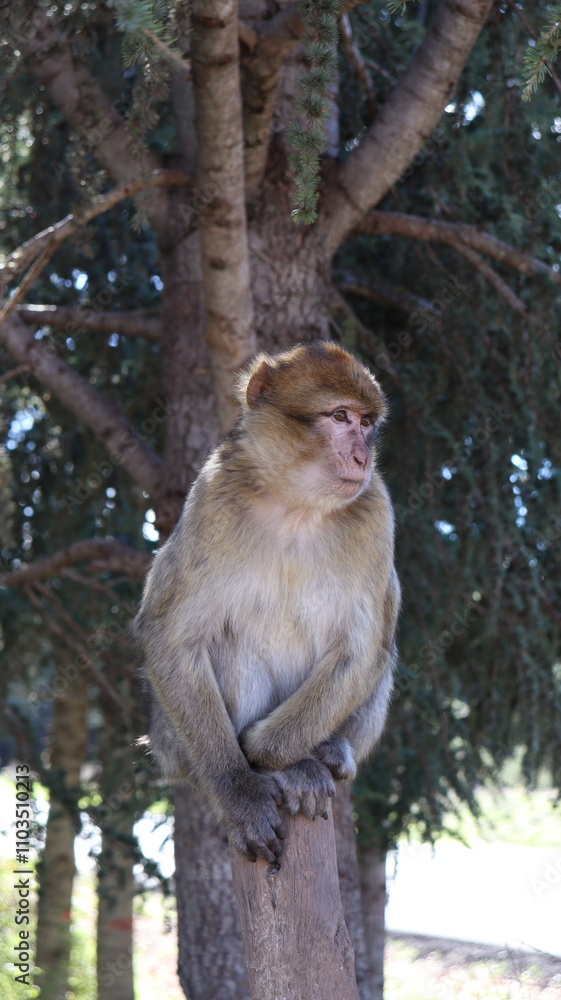 Obraz premium Barbary Macaque in Moroccan Monkey Forest Habitat – Wildlife Photography of Endangered Primates in Nature Reserve, Featuring Behavior and Natural Environment 