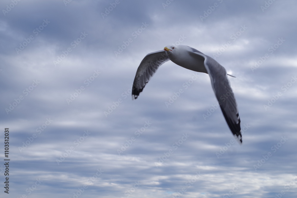Obraz premium gaviota