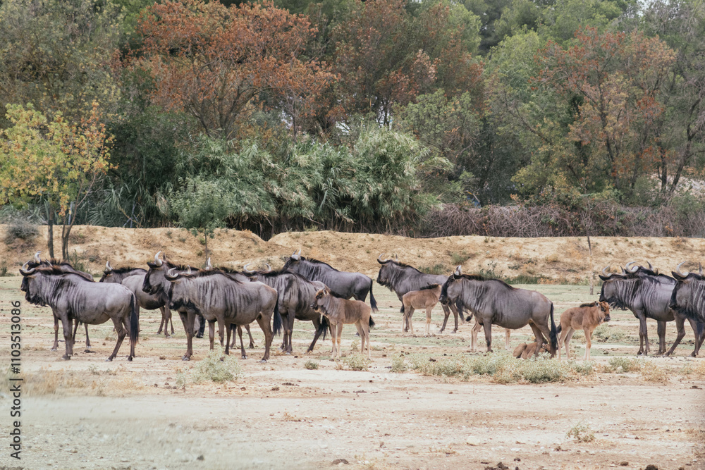 Herd of wildebeests grazing in a dry savannah landscape Herd of wildebeests grazing in a dry savannah landscape
