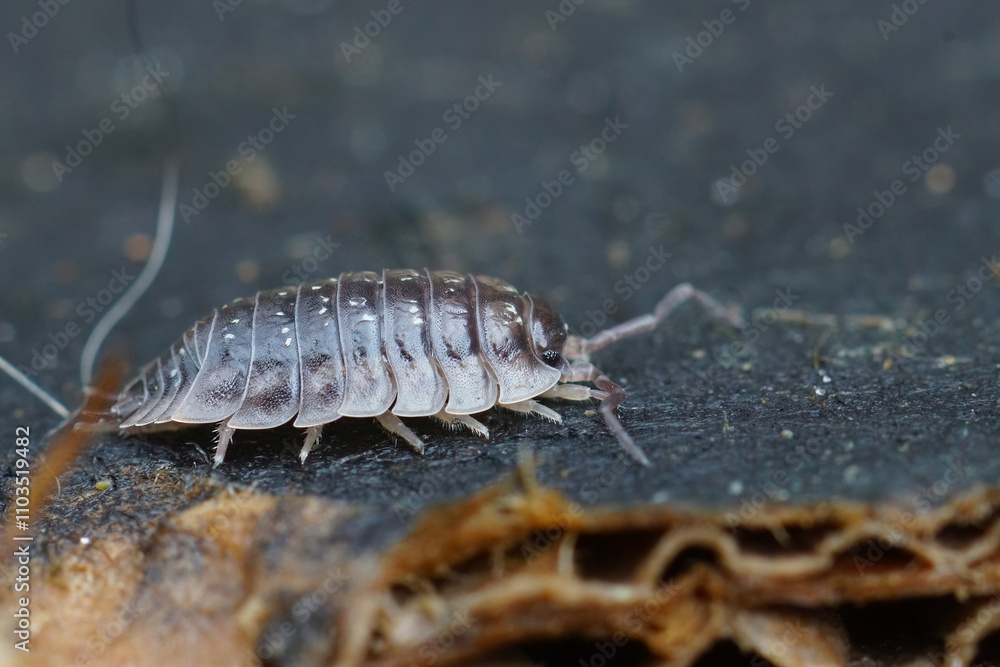 Closeup on the Common shiny woodlouse, Oniscus asellus, on a piece of wood Closeup on the Common shiny woodlouse, Oniscus asellus, on a piece of wood