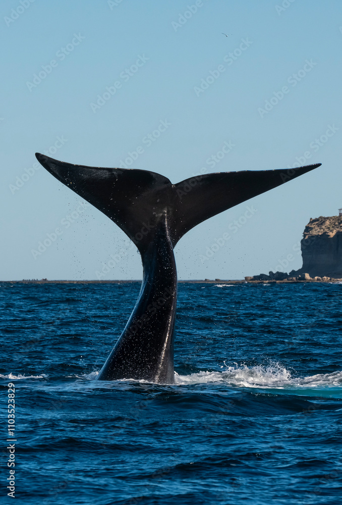 Fototapeta premium Sohutern right whale tail lobtailing, endangered species, Patagonia,Argentina