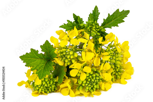 Sinapis arvensis or Mustard...