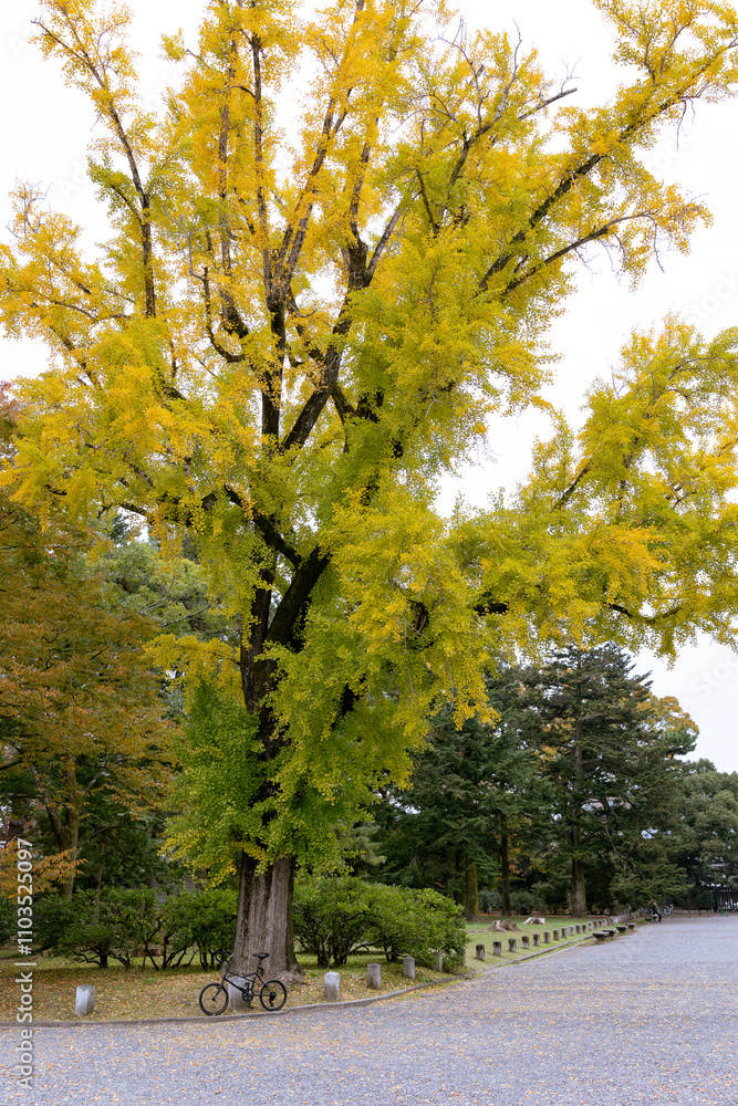 Fototapeta premium 銀杏の木と自転車