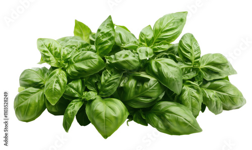 Fresh basil leaves, vibrant green, aromatic herb, culinary use, garnish, flavoring, healthy ingredient, organic, natural, fresh produce, isolated on transparent background, png