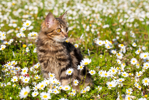 Longhair Norwegian forest c...