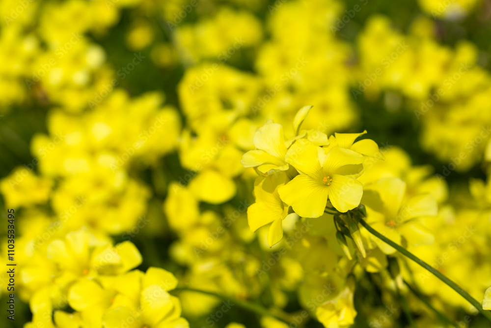 Oxalis pes-caprae is a plant species belonging to the genus Oxalis. Oxalis pes-caprae is a plant species belonging to the genus Oxalis.