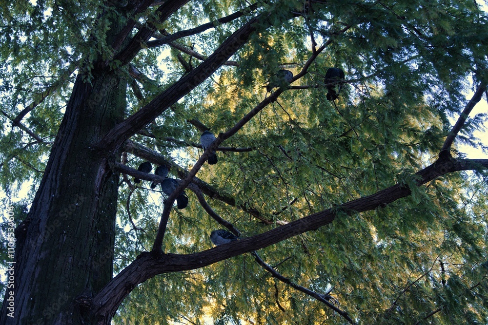 Naklejka premium 鳩