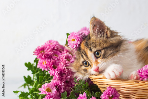 A cute calico kitten among ...