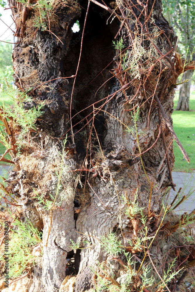 Obraz premium Texture of tree bark. Wood of hot subtropical climate of Israel