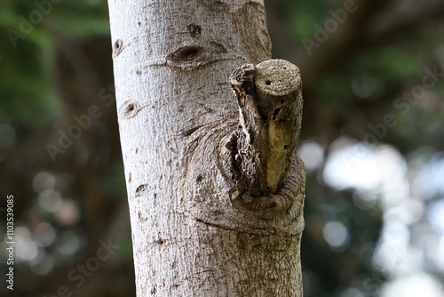 Texture of tree bark. Wood of hot subtropical climate of Israel photo