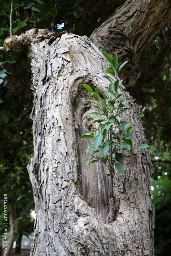 Obraz premium Texture of tree bark. Wood of hot subtropical climate of Israel