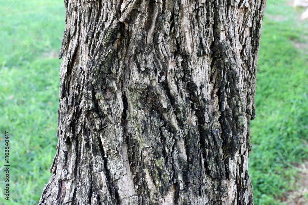 Texture of tree bark. Wood of hot subtropical climate of Israel Texture of tree bark. Wood of hot subtropical climate of Israel
