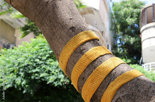 Texture of tree bark. Wood of hot subtropical climate of Israel photo