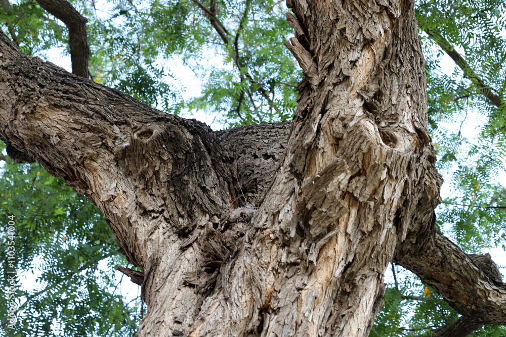 Texture of tree bark. Wood of hot subtropical climate of Israel Texture of tree bark. Wood of hot subtropical climate of Israel