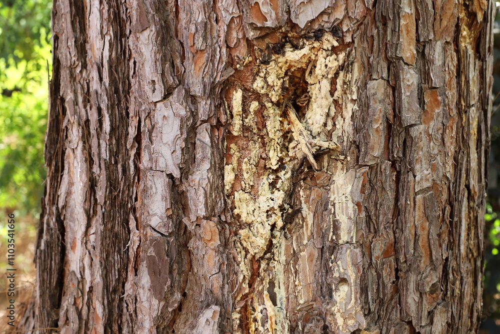 Texture of tree bark. Wood of hot subtropical climate of Israel Texture of tree bark. Wood of hot subtropical climate of Israel