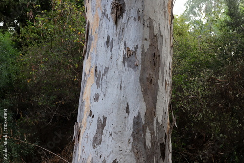 Texture of tree bark. Wood of hot subtropical climate of Israel photo