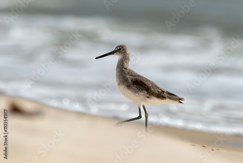 Beach Bird Walking Along the Surf