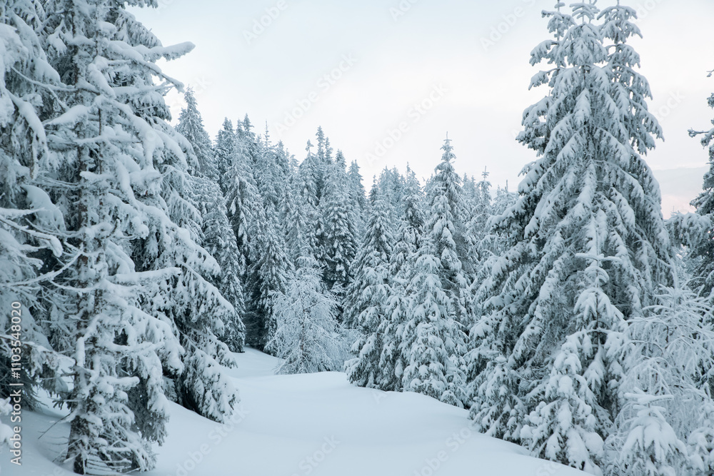 Naklejka premium amazing winter landscape with snowy fir trees