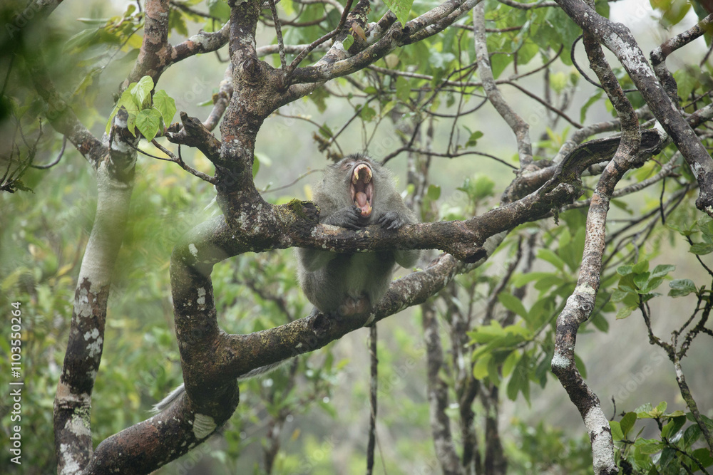 Makaken Affe klettert im Baum und gähnt 