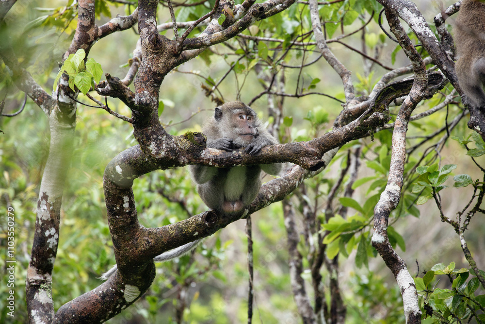Makaken Affe klettert im Baum Makaken Affe klettert im Baum