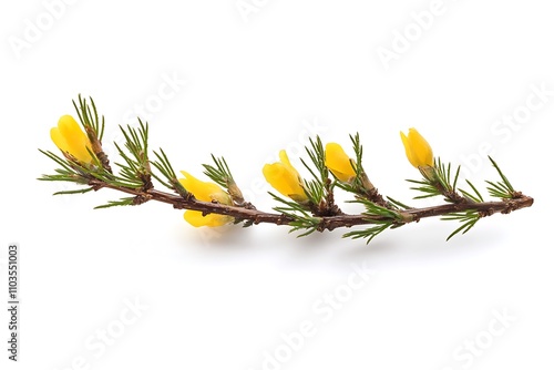 Gorse isolated on a white background, close up photo