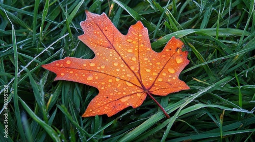 Beautiful orange maple leaf with droplets resting on green grass