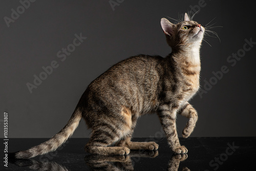 Studio photoshoot of a cute little kitten